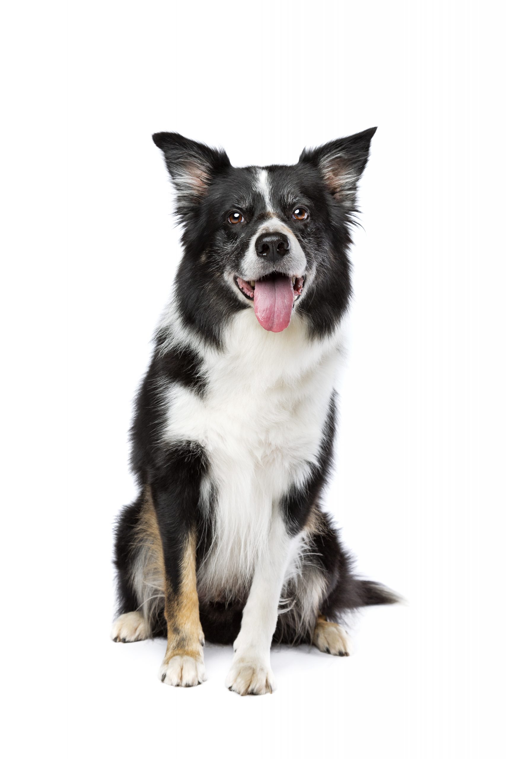 tricoloured border collie dog in front of a white background